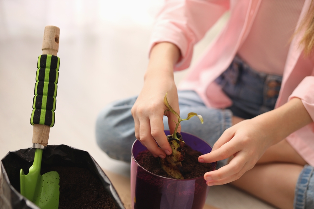 как вырастить авокадо в домашних условиях