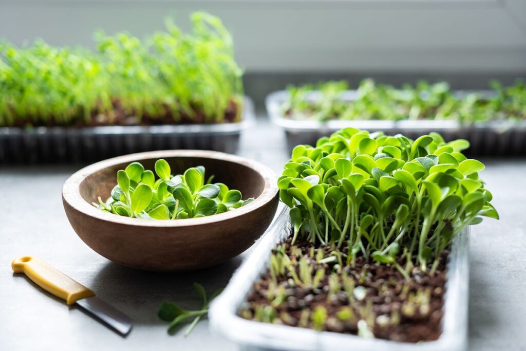 как выращивать зелень на подоконнике