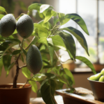 Як виростити авокадо в домашніх умовах