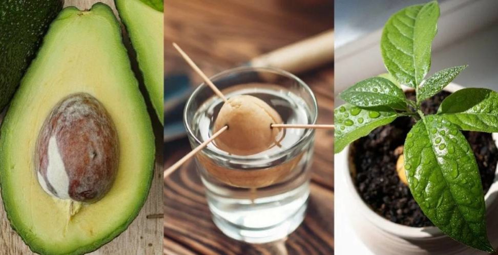 как вырасти авокадо из косточки