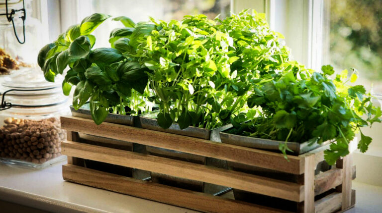 як виростити зелень на підвіконні