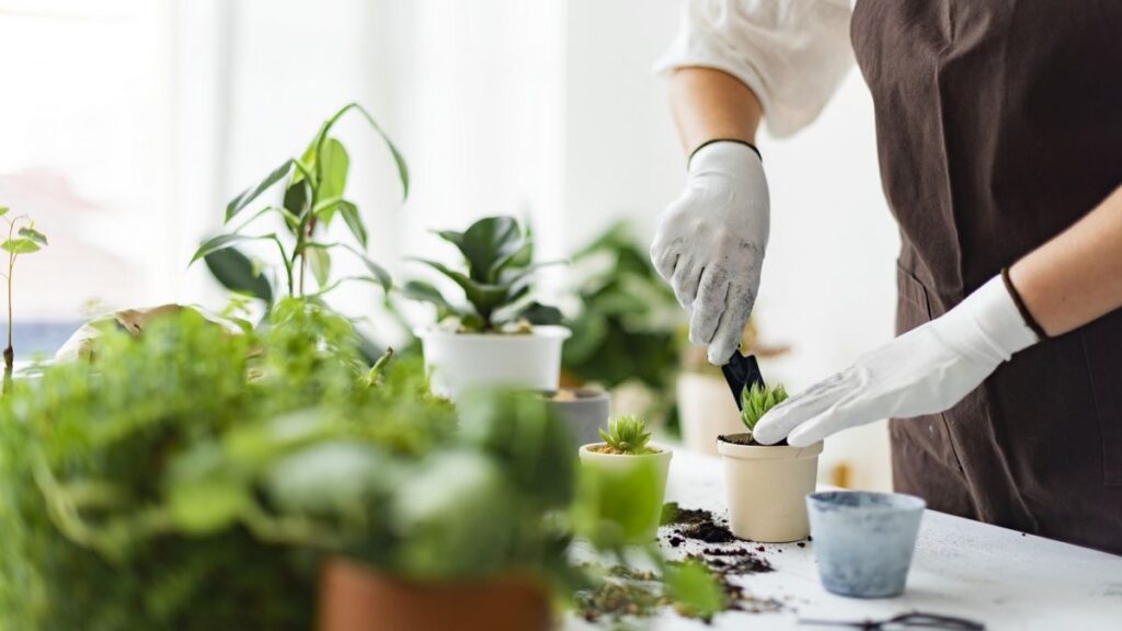 как вырастить зелень на подоконнике