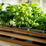 как вырастить зелень в домашних условиях