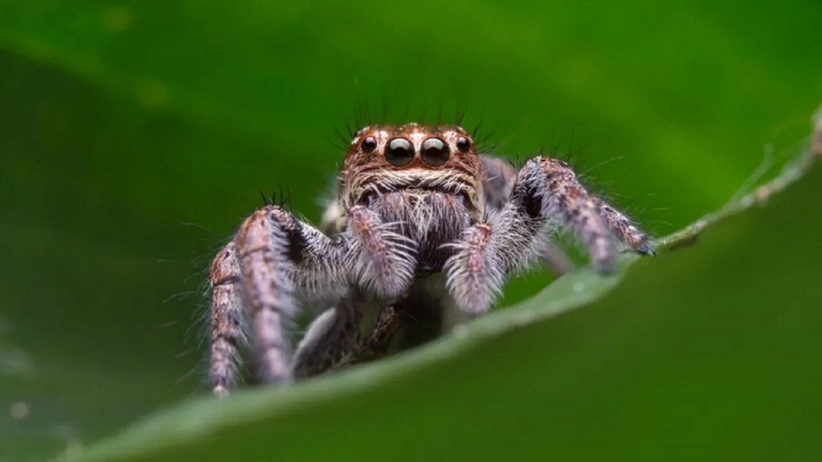 павуки уві сні