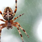 к чему снятся пауки