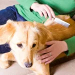 корм для собак