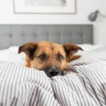 к чему снится собака