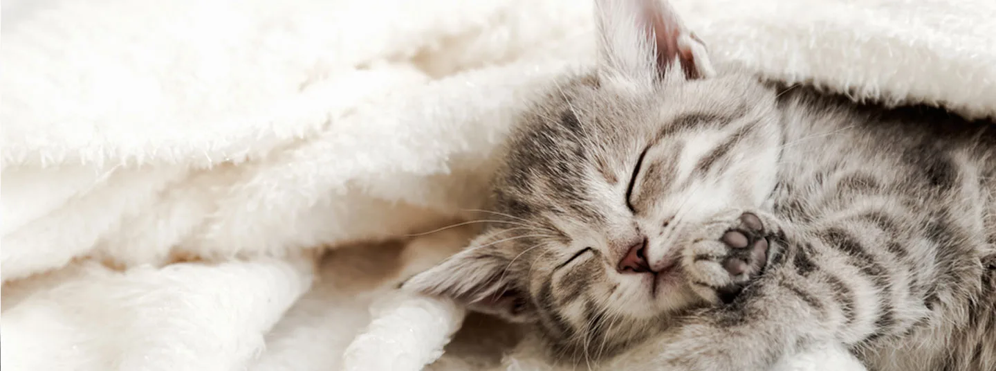 к чему снятся котята