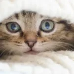 к чему снится кот