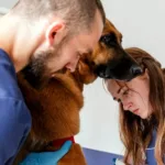 veterinarna-dopomoga-vdoma-24-7-turbota-pro-vashih_2